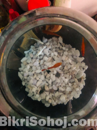 Fish Aquarium